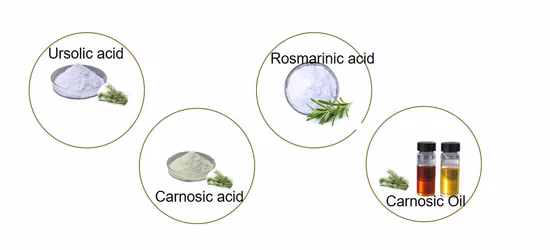 Поставка на заводе травяной экстракт порошка урсоловой кислоты